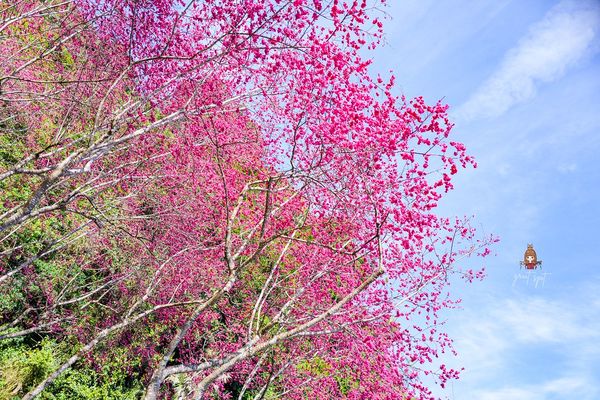 ▲▼櫻悅景觀渡假民宿，宜蘭大同鄉櫻花秘境。（圖／部落客陳小可授權提供）