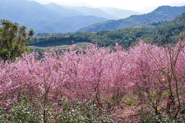 ▲▼櫻悅景觀渡假民宿，宜蘭大同鄉櫻花秘境。（圖／部落客陳小可授權提供）