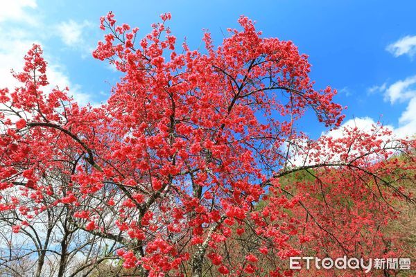 ▲奧萬大「春櫻傳情」音樂會浪漫登場。（圖／林業保育署南投分署提供）