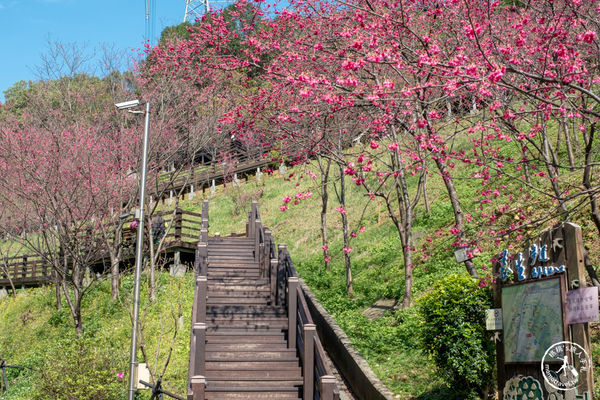▲▼長庚養生文化村櫻花步道。（圖／部落客桃桃授權提供）