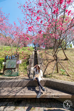 ▲▼長庚養生文化村櫻花步道。（圖／部落客桃桃授權提供）
