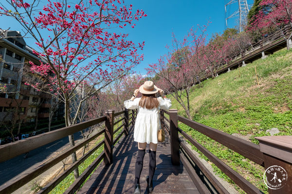 ▲▼長庚養生文化村櫻花步道。（圖／部落客桃桃授權提供）