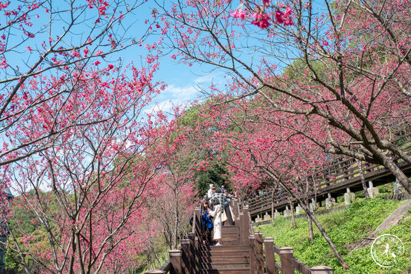 ▲▼長庚養生文化村櫻花步道。（圖／部落客桃桃授權提供）