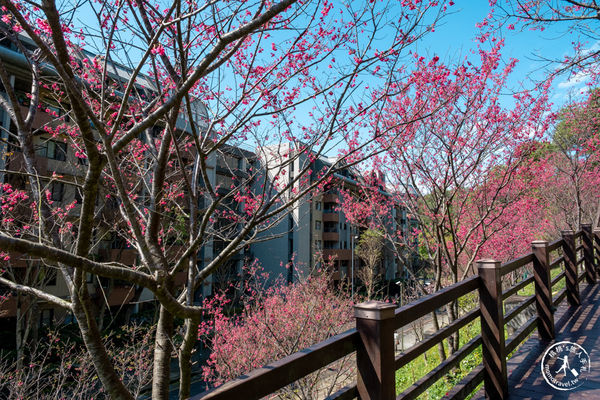 ▲▼長庚養生文化村櫻花步道。（圖／部落客桃桃授權提供）