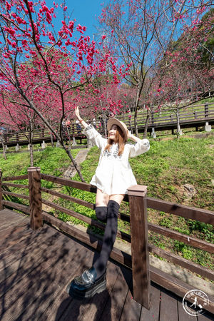 ▲▼長庚養生文化村櫻花步道。（圖／部落客桃桃授權提供）