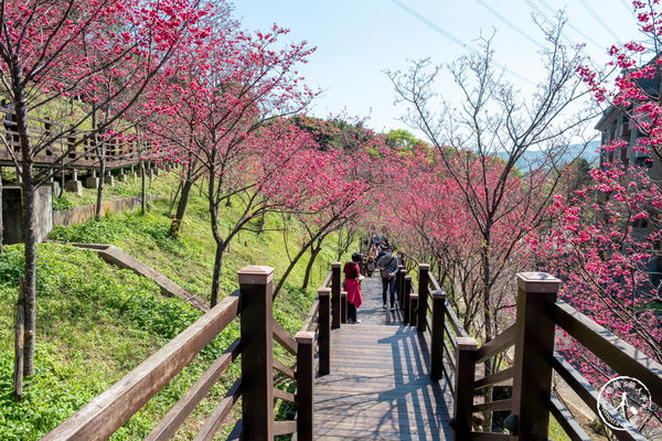 ▲▼長庚養生文化村櫻花步道。（圖／部落客桃桃授權提供）