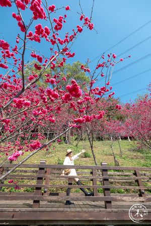 ▲▼長庚養生文化村櫻花步道。（圖／部落客桃桃授權提供）
