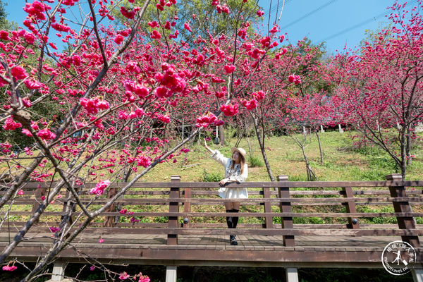 ▲▼長庚養生文化村櫻花步道。（圖／部落客桃桃授權提供）
