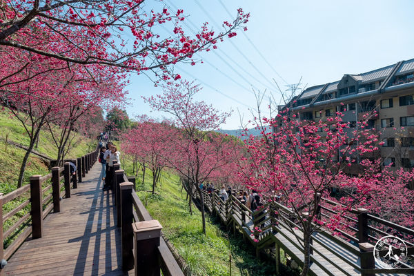 ▲▼長庚養生文化村櫻花步道。（圖／部落客桃桃授權提供）