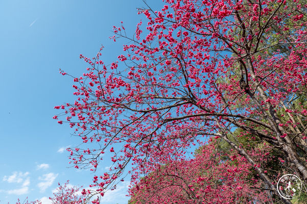 ▲▼長庚養生文化村櫻花步道。（圖／部落客桃桃授權提供）
