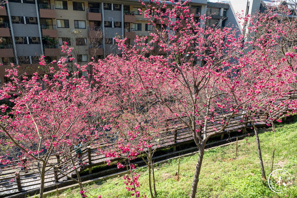 ▲▼長庚養生文化村櫻花步道。（圖／部落客桃桃授權提供）