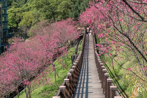 ▲▼長庚養生文化村櫻花步道。（圖／部落客桃桃授權提供）
