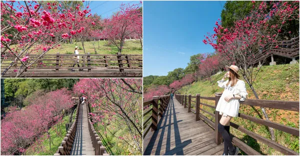 ▲▼長庚養生文化村櫻花步道。（圖／部落客桃桃授權提供）