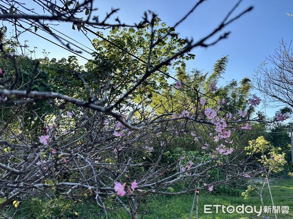 ▲台南山上花園水道博物館特別規劃「櫻木花道」，讓中央步道變身粉色花海，只待寒冷天氣過去，便能迎來燦爛滿開的美景。（圖／記者林東良翻攝，下同）