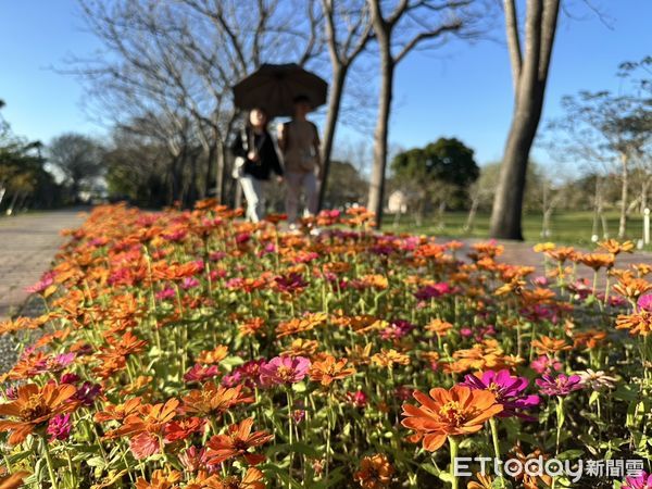 ▲台南山上花園水道博物館特別規劃「櫻木花道」，讓中央步道變身粉色花海，只待寒冷天氣過去，便能迎來燦爛滿開的美景。（圖／記者林東良翻攝，下同）