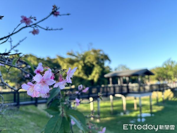 ▲台南山上花園水道博物館特別規劃「櫻木花道」，讓中央步道變身粉色花海，只待寒冷天氣過去，便能迎來燦爛滿開的美景。（圖／記者林東良翻攝，下同）