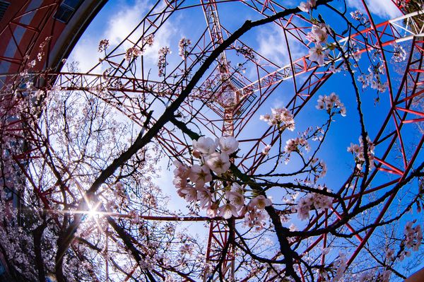 ▲▼嘉義花海。（圖／嘉義縣政府提供）