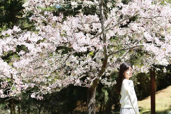 ▲▼嘉義花海。（圖／嘉義縣政府提供）