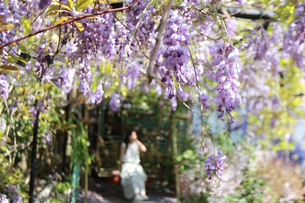 ▲▼嘉義花海。（圖／嘉義縣政府提供）