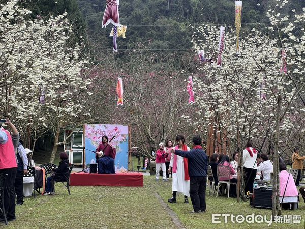 ▲九族櫻花祭第一場茶會，在俗稱「白色戀人」的台灣雪櫻櫻花林舉行。（圖／九族文化村提供）