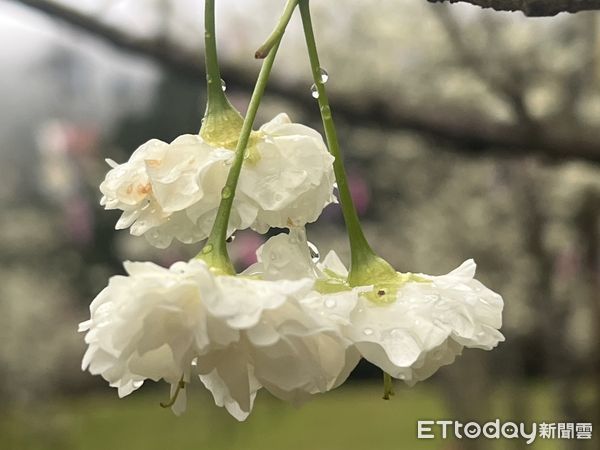 ▲九族櫻花祭第一場茶會，在俗稱「白色戀人」的台灣雪櫻櫻花林舉行。（圖／九族文化村提供）