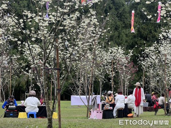 ▲九族櫻花祭第一場茶會，在俗稱「白色戀人」的台灣雪櫻櫻花林舉行。（圖／九族文化村提供）