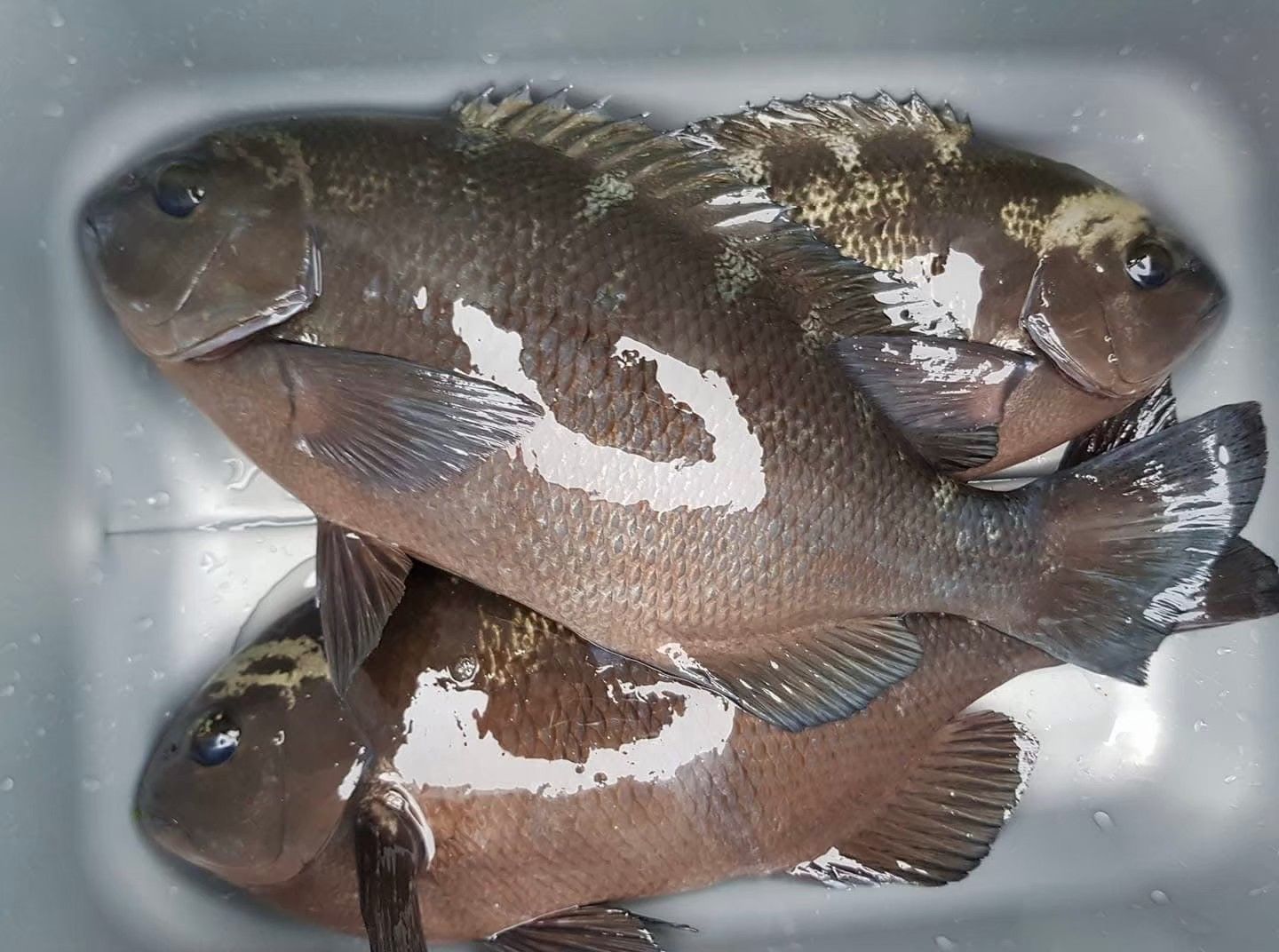 ▲東北角釣客頂風搏浪尋黑毛魚。（圖／新北市漁業處提供）