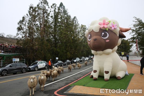 ▲清境農場於西洋情人節當天大玩綿羊遊戲。（圖／清境農場提供）