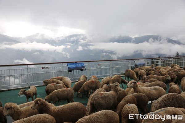 ▲清境農場於西洋情人節當天大玩綿羊遊戲。（圖／清境農場提供）