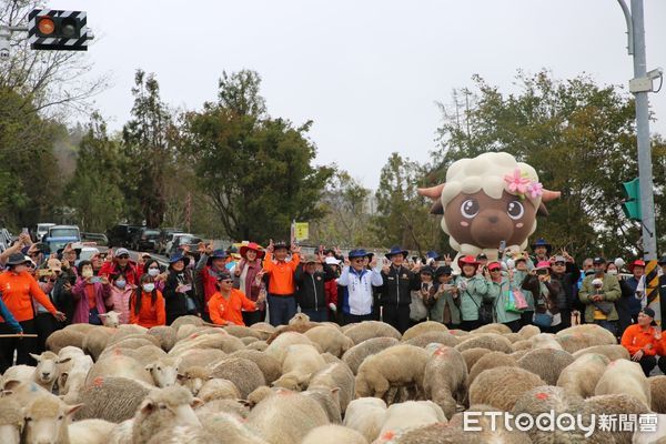 ▲清境農場於西洋情人節當天大玩綿羊遊戲。（圖／清境農場提供）