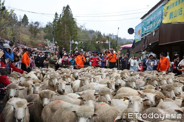 ▲清境農場奔羊節於西洋情人節當天同步登場。（圖／清境農場提供，下同）