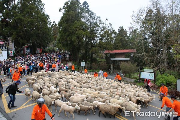 ▲清境農場於西洋情人節當天大玩綿羊遊戲。（圖／清境農場提供）
