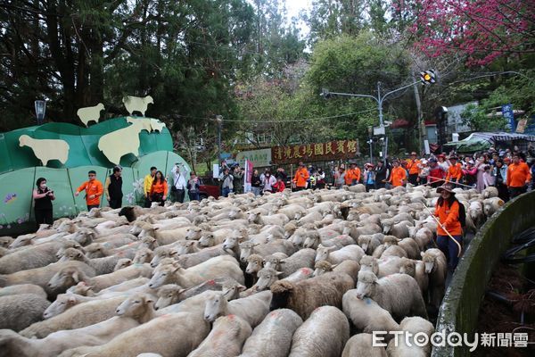 ▲清境農場於西洋情人節當天大玩綿羊遊戲。（圖／清境農場提供）