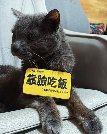 ▲高慧君養了22年的愛貓離世。（圖／光意娛樂提供）