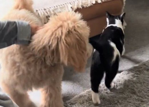 ▲貴賓見媽撸貓「有樣學樣」　伸手溫柔輕摸飼主笑翻。（圖／翻攝自TikTok／@love.light.and.lucy）