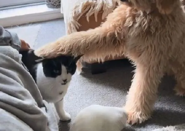 ▲貴賓見媽撸貓「有樣學樣」　伸手溫柔輕摸飼主笑翻。（圖／翻攝自TikTok／@love.light.and.lucy）