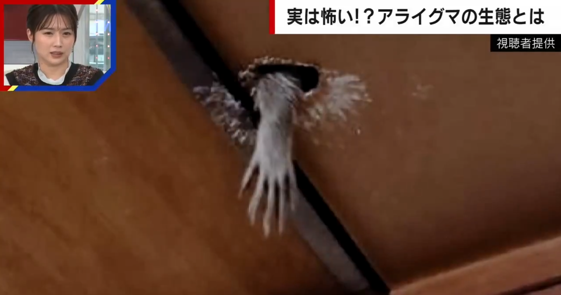 ▲▼             。（圖／翻攝自ABEMA NEWS）