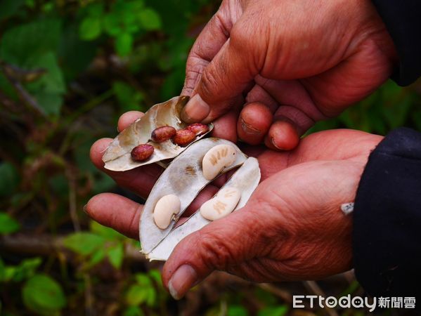 ▲▼布農豆豆屋災後重建後辦理落成祈福儀式並啟用。（圖／花蓮分署提供，下同）