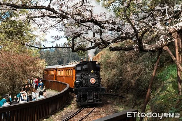 ▲▼    阿里山櫻花季  。（圖／記者翁伊森翻攝）