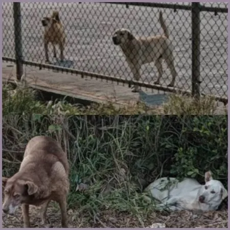 ▲彰化芳苑鄉老阿嬤遭浪群攻擊摔得四腳朝天。（示意圖／民眾提供 賴清美提供）