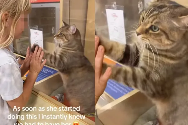 女逛收容所　虎斑貓突然站起來「肉掌狂抓玻璃」哀求：給我一個家。（圖／翻攝自Instagram／mama_stevens）