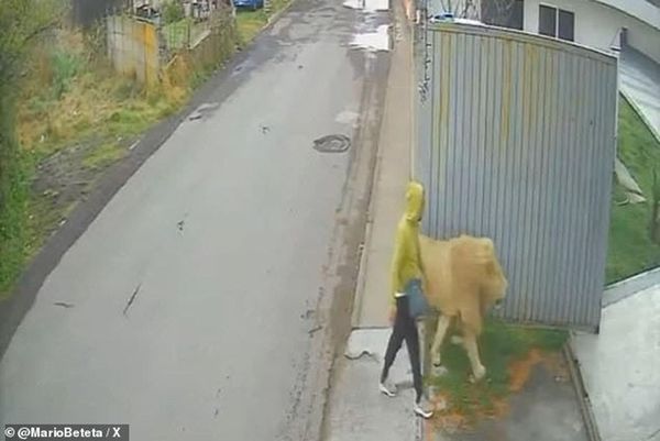 是真的！獅子在路上趴趴走　遵守交通秩序完勝三寶