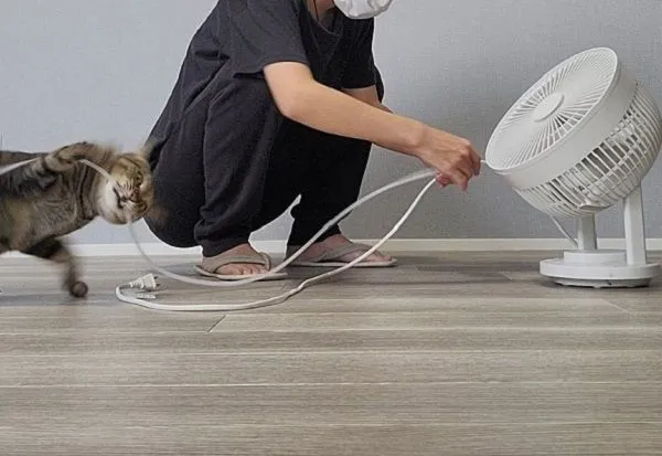 ▲朕的新玩具？奴才裝電線保護套　喵皇「興奮飛撲」剩殘影。（圖／翻攝自X／@chipie0826）