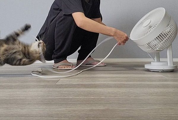 ▲朕的新玩具？奴才裝電線保護套　喵皇「興奮飛撲」剩殘影。（圖／翻攝自X／@chipie0826）