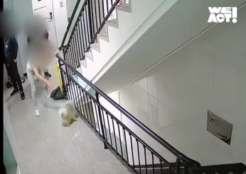 ▲▼南韓京畿道金浦一對夫妻狠心將飼養的小型寵物犬從2樓拋至樓下。(圖/翻攝自Instagram)