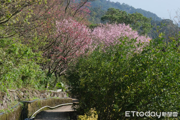 ▲陽明山北投區泉源里「十八份水圳步道」,櫻花,三色櫻,文化大學。（圖／記者彭懷玉攝）