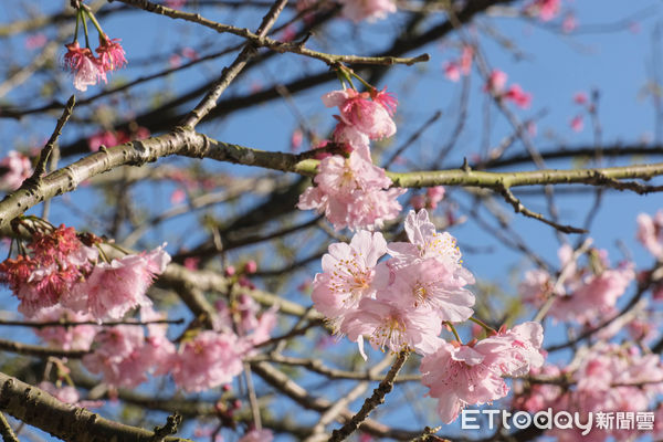 ▲陽明山北投區泉源里「十八份水圳步道」,櫻花,三色櫻,文化大學。（圖／記者彭懷玉攝）