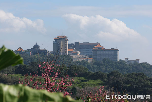 ▲陽明山北投區泉源里「十八份水圳步道」,櫻花,三色櫻,文化大學。（圖／記者彭懷玉攝）