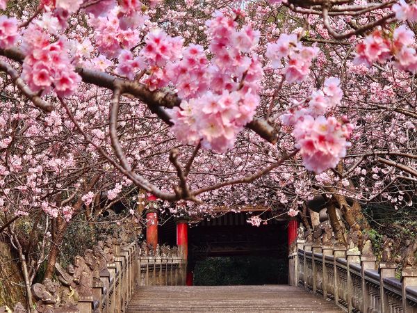 ▲內湖碧山巖步道櫻花隧道開花。（圖／網友Chao TI KO授權提供，請勿隨意翻拍，以免侵權 ）