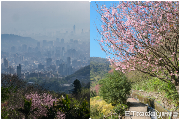 ▲十八份水圳步道,櫻花,寒櫻。（圖／記者彭懷玉攝）